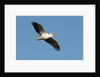 Great white pelican (Pelecanus onocrotalus) by Anonymous