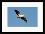 Great white pelican (Pelecanus onocrotalus) by Anonymous