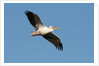 Great white pelican (Pelecanus onocrotalus) by Anonymous