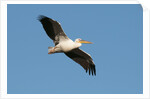 Great white pelican (Pelecanus onocrotalus) by Anonymous