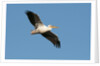 Great white pelican (Pelecanus onocrotalus) by Anonymous