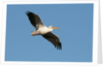 Great white pelican (Pelecanus onocrotalus) by Anonymous