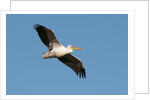 Great white pelican (Pelecanus onocrotalus) by Anonymous