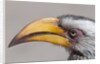 Southern yellow-billed hornbill (Tockus leucomelas) by Anonymous