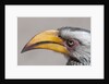 Southern yellow-billed hornbill (Tockus leucomelas) by Anonymous