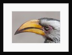 Southern yellow-billed hornbill (Tockus leucomelas) by Anonymous
