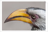Southern yellow-billed hornbill (Tockus leucomelas) by Anonymous