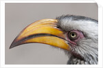 Southern yellow-billed hornbill (Tockus leucomelas) by Anonymous