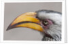 Southern yellow-billed hornbill (Tockus leucomelas) by Anonymous