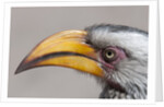 Southern yellow-billed hornbill (Tockus leucomelas) by Anonymous