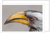 Southern yellow-billed hornbill (Tockus leucomelas) by Anonymous