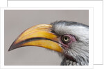 Southern yellow-billed hornbill (Tockus leucomelas) by Anonymous
