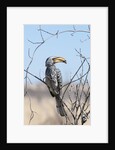 Southern yellow-billed hornbill (Tockus leucomelas) by Anonymous