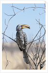 Southern yellow-billed hornbill (Tockus leucomelas) by Anonymous