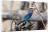 Lilac-breasted roller (Coracias caudata) by Anonymous
