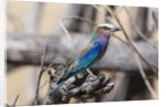 Lilac-breasted roller (Coracias caudata) by Anonymous
