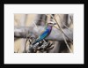 Lilac-breasted roller (Coracias caudata) by Anonymous