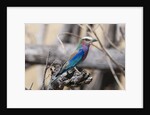 Lilac-breasted roller (Coracias caudata) by Anonymous