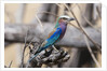 Lilac-breasted roller (Coracias caudata) by Anonymous