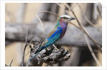 Lilac-breasted roller (Coracias caudata) by Anonymous