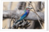 Lilac-breasted roller (Coracias caudata) by Anonymous