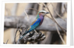 Lilac-breasted roller (Coracias caudata) by Anonymous