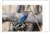 Lilac-breasted roller (Coracias caudata) by Anonymous