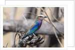 Lilac-breasted roller (Coracias caudata) by Anonymous