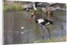 Saddle-billed stork (Ephippiarhynchus senegalensis) by Anonymous