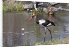 Saddle-billed stork (Ephippiarhynchus senegalensis) by Anonymous