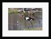 Saddle-billed stork (Ephippiarhynchus senegalensis) by Anonymous
