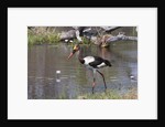 Saddle-billed stork (Ephippiarhynchus senegalensis) by Anonymous