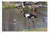 Saddle-billed stork (Ephippiarhynchus senegalensis) by Anonymous