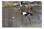 Saddle-billed stork (Ephippiarhynchus senegalensis) by Anonymous