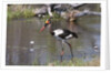 Saddle-billed stork (Ephippiarhynchus senegalensis) by Anonymous