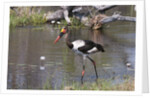 Saddle-billed stork (Ephippiarhynchus senegalensis) by Anonymous