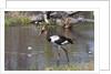 Saddle-billed stork (Ephippiarhynchus senegalensis) by Anonymous