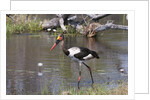 Saddle-billed stork (Ephippiarhynchus senegalensis) by Anonymous