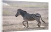 Common zebra by Anonymous