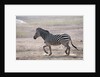 Common zebra by Anonymous