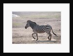 Common zebra by Anonymous