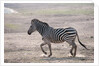 Common zebra by Anonymous