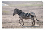 Common zebra by Anonymous