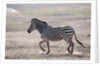 Common zebra by Anonymous