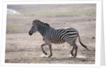 Common zebra by Anonymous