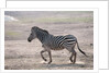 Common zebra by Anonymous