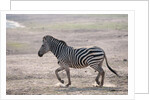 Common zebra by Anonymous