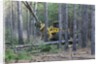 Pine Forest Logging by Anonymous