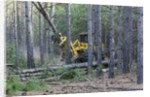 Pine Forest Logging by Anonymous