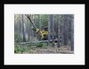 Pine Forest Logging by Anonymous